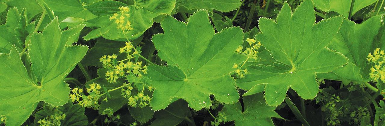 The alchemilla is Britain’s rarest lady’s mantle. 